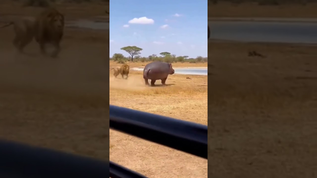 LION GOT DISRESPECTED! 🦁💩 Worst Ambush Ever