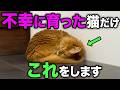 不幸せな猫だけが見せるストレス行動12選