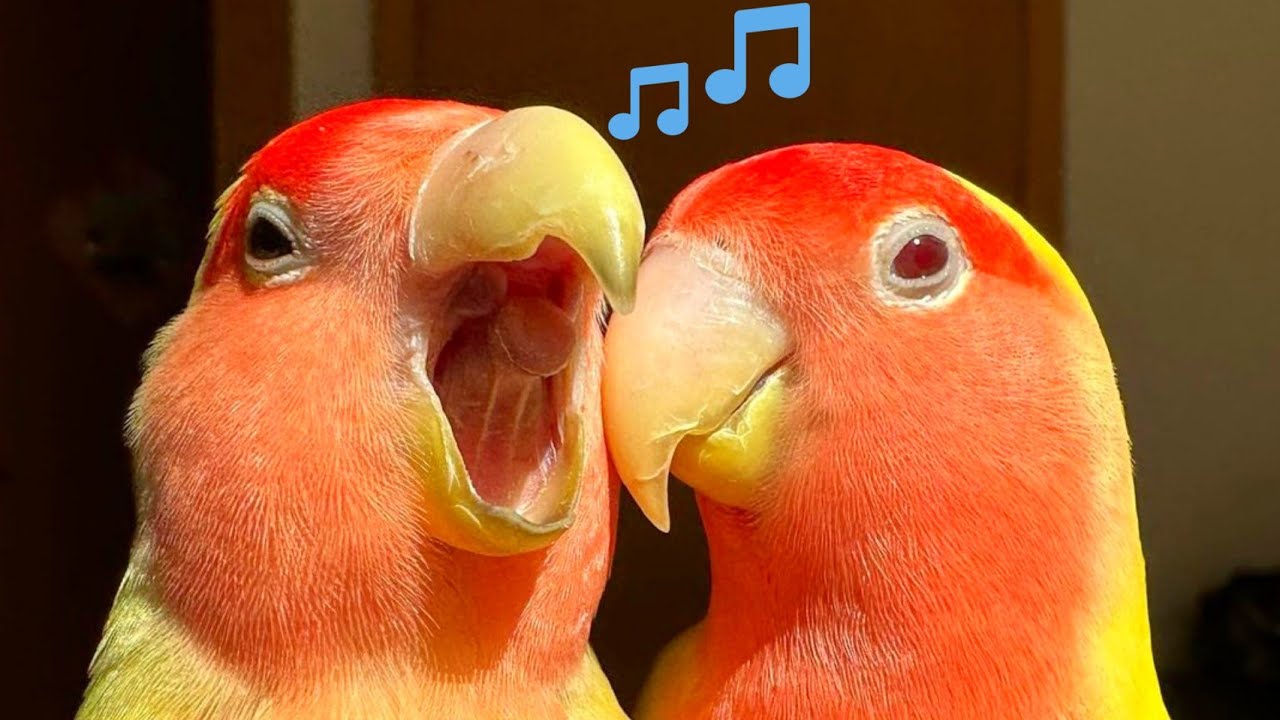 Tuitea pájaros del amor agapornis para escuchar tu único pájaro - YouTube