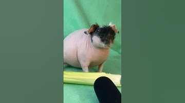 Thumbnail of Cute Guinea Pig noises! Butter makes the softest skinny pig squeaks!