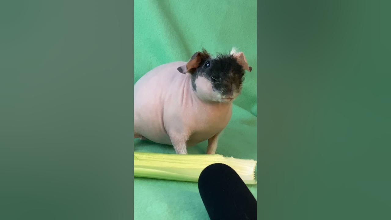 Cute Guinea Pig noises! Butter makes the softest skinny pig squeaks! Cute Guinea Pig noises! Butter makes the softest skinny pig squeaks!