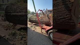 Picking up a 9000lb log #sawmill #woodworking #urbanlumber