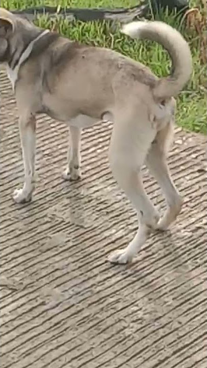 anjing jago goyang pantat
