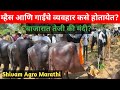 गाई आणि म्हैस बाजार सद्यस्थिती#farming #सफरबाजाराची #म्हैस #गाई #बाजारभाव #dairy #agriculture #facts