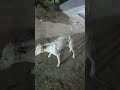 [Tamil] Dogs Communicate Using Body Language