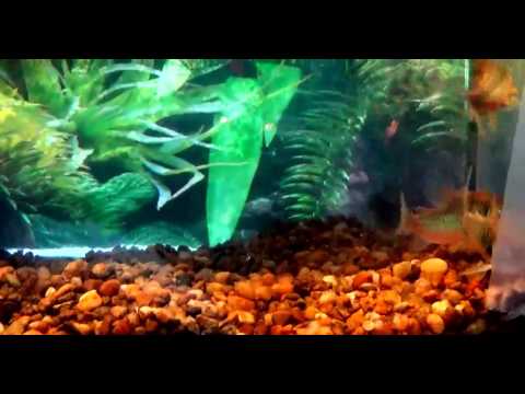 camera iphone 8 plus apk green cory