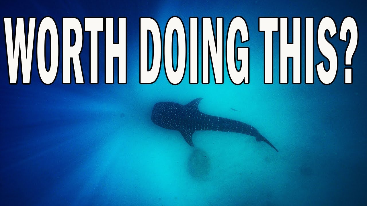Whale Shark Swimming In Ningaloo - Full Day Guide
