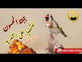 بتبتة لتحفيز الحسون على التغريد والهيجان🔥🎼🎼🔥مجربة #chardonneret#