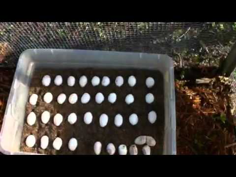 lizard skin grips Red tegu eggs part 2