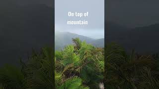 On The Top Of The Mountain ,Breathtaking El Unique National Forest