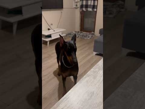 Anası ne ise kızı da o olur derler 😂 #köpek #doberman #dog