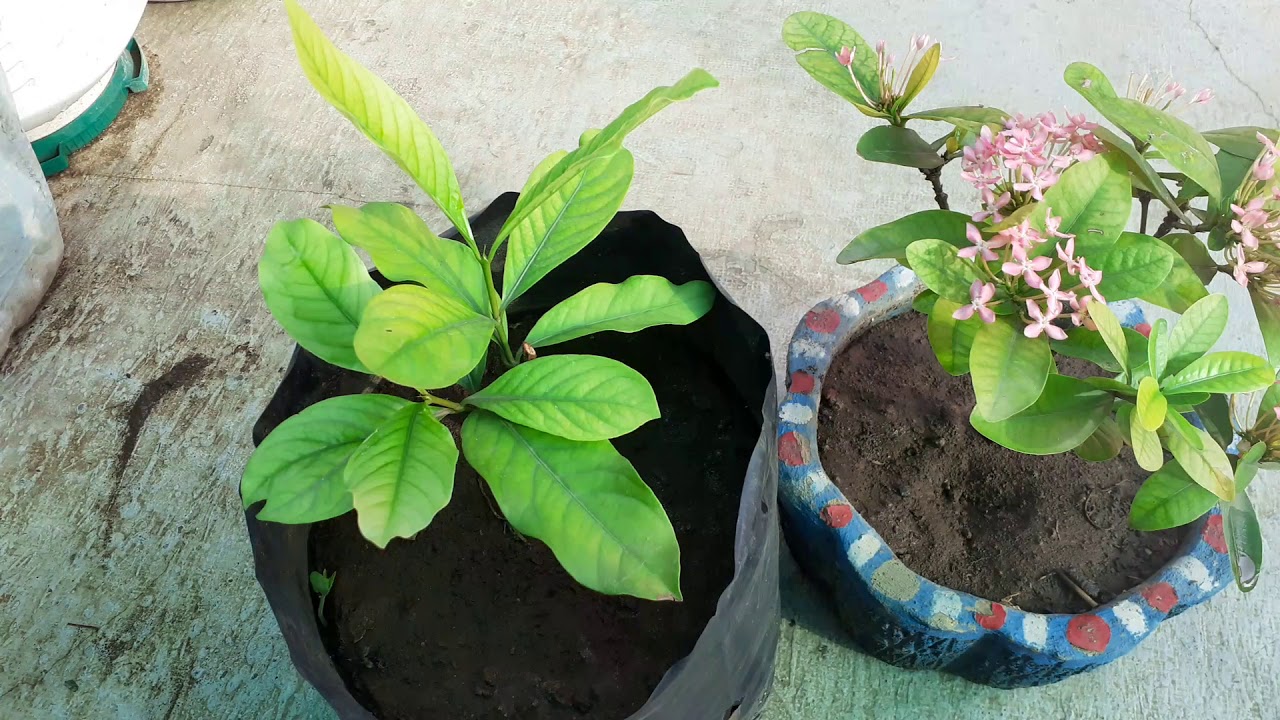 How to Care Ixora Plant in Summer Season.......||RUPA GREEN GARDEN
