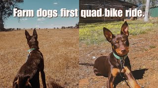 Maggies first farm bike ride - training my farm puppy | Australian Farming vlog