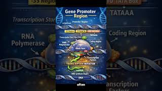 What is a Promoter? 🧬 The Gene’s ON Switch Explained | Gene Expression Basics #biology