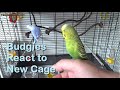 Budgies React to New Mansion Bird Cage! Ferplast Piano 6 - Parakeet Care UK