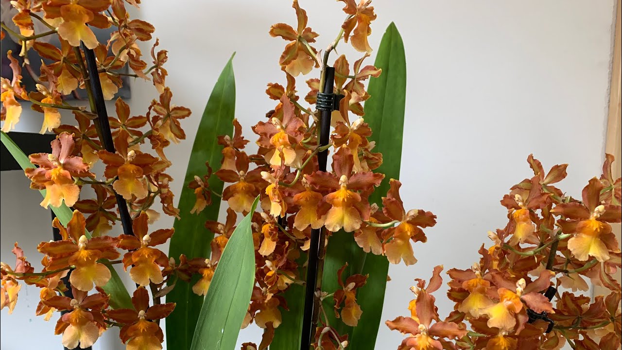 ODONTOCIDiUM CATATANTE dicas de cuidados / orquídeas trocando substrato -  thptnganamst.edu.vn