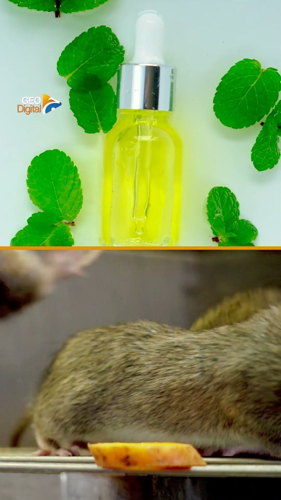 Easy and Effective Way to Get Rid of Rats | Geo Digital