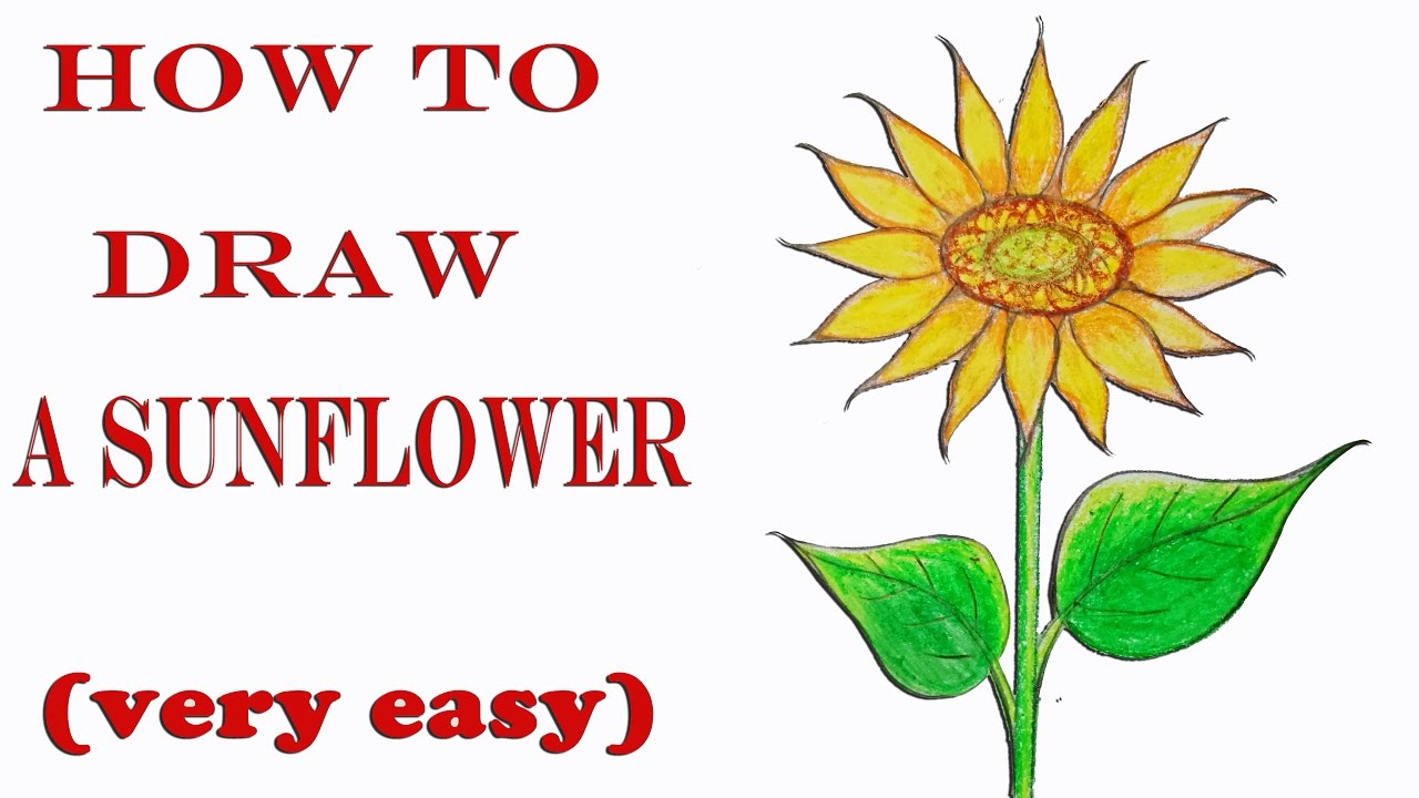 How To Draw Sunflower In Easy Way - Learn How to Draw