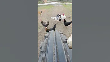 Funny chicken song #spring #nature #shortvideo #birds #funnychickenvideos #funnychickensong