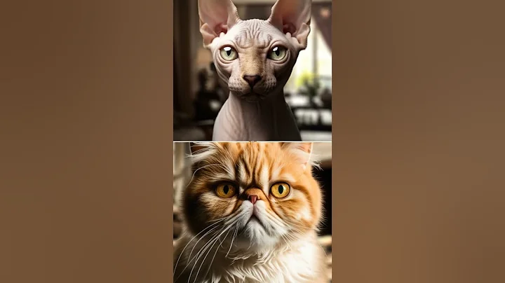 Video 11572661: norwegian forest cat, sphynx american, exotic shorthair, burmese, himalayan