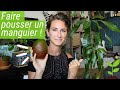 Comment faire germer un noyau de MANGUE ?