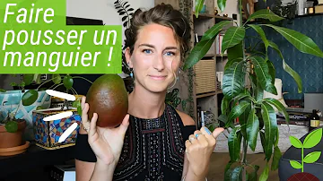 Comment faire germer une graine de mangue ?