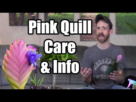 Video: Spigela Indian Pink - Aprende sobre el cultivo de plantas de Indian Pink