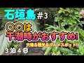 【沖縄離島vlog#3】石垣島3日め!!浜崎あゆみさんMVも干潮時のベストタイミングで撮影されているパワースポットも含め、3つの干潮時おすすめ観光スポットを中心にお届けします♪