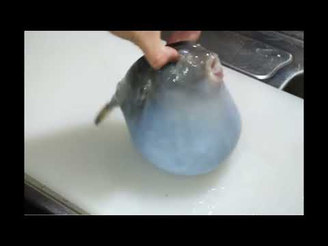 pufferfish bouncing