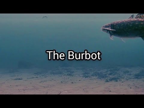 Video: What does burbot eat: habitat, species description, photo