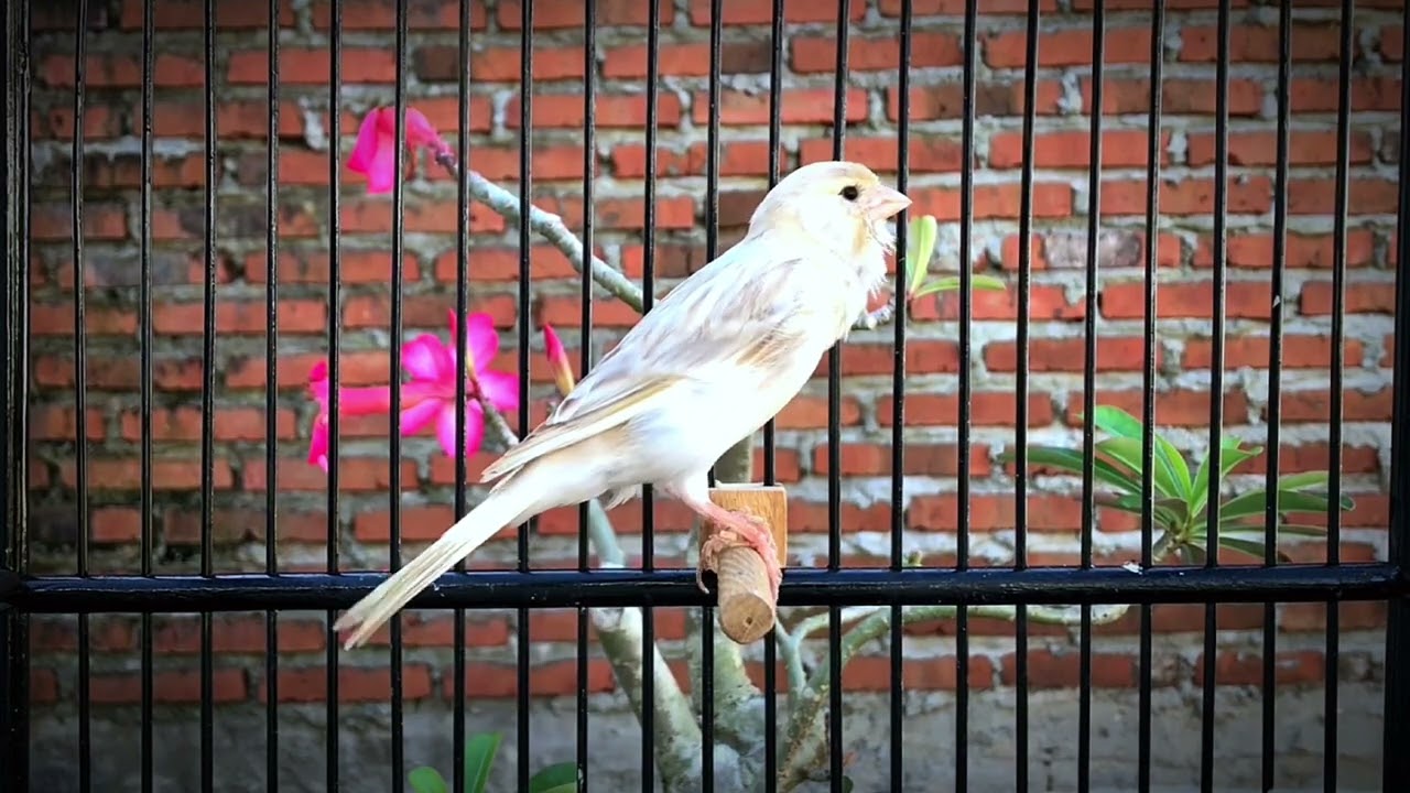 Your Canary Will Sing Unstoppably‼️ Belgian Canary Singing Very Loudly🐦