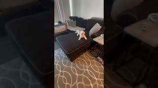 Video of adoptable pet named Vero