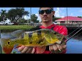 Fishing south florida canals for exotic species  peacock bass fishingfly fishing naples fl