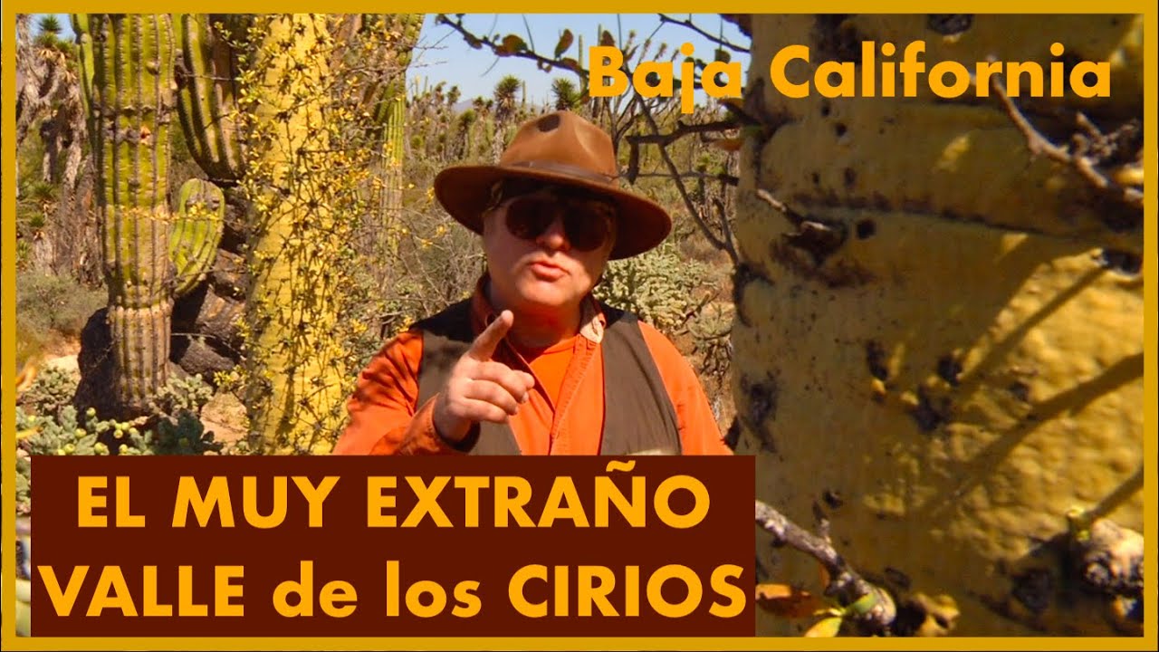 VALLE DE LOS CIRIOS, MUY EXTRAÑO LUGAR EN BAJA CALIFORNIA.