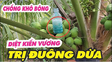 Cách chống rụng trái dừa - Cách trị kiến vương - CÁCH CHĂM SÓC DỪA