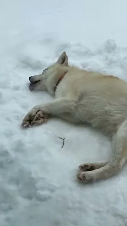 Snow Loving Dog Lays Down for a Lick || ViralHog