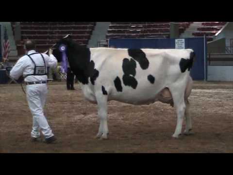 NY Spring International Holstein Show Champions 20...