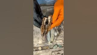 Cutting some ULTRA RARE silicified Oysters....