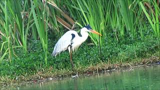 garça-moura vs cobra-d&#39;água - Cocoi heron vs Water snake.