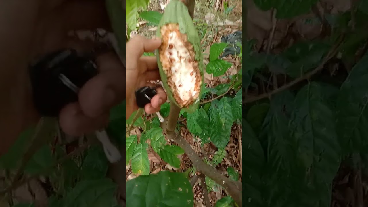 Panen coklat  part 1