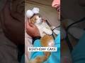 BIRTHDAY CAKE 🍰🐈