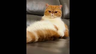 Unbelievable! Watch me Tame My Exotic Shorthair Cat with a Whip!