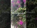 Лето которое забыло уйти