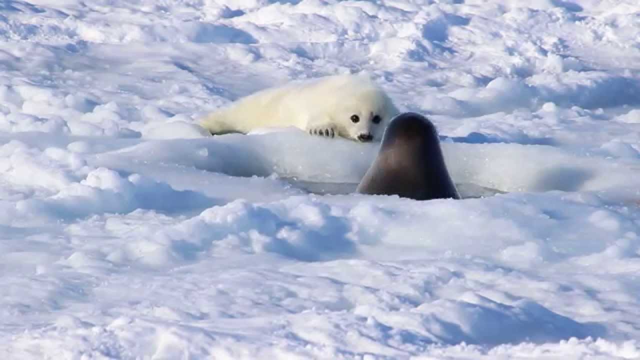 海豹媽媽聽到小海豹的呼喚聲音 不斷地從呼吸孔探出頭來探視海豹寶寶 Youtube