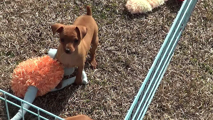 8 week old MinPin babies:Wrangler and Gidget playing