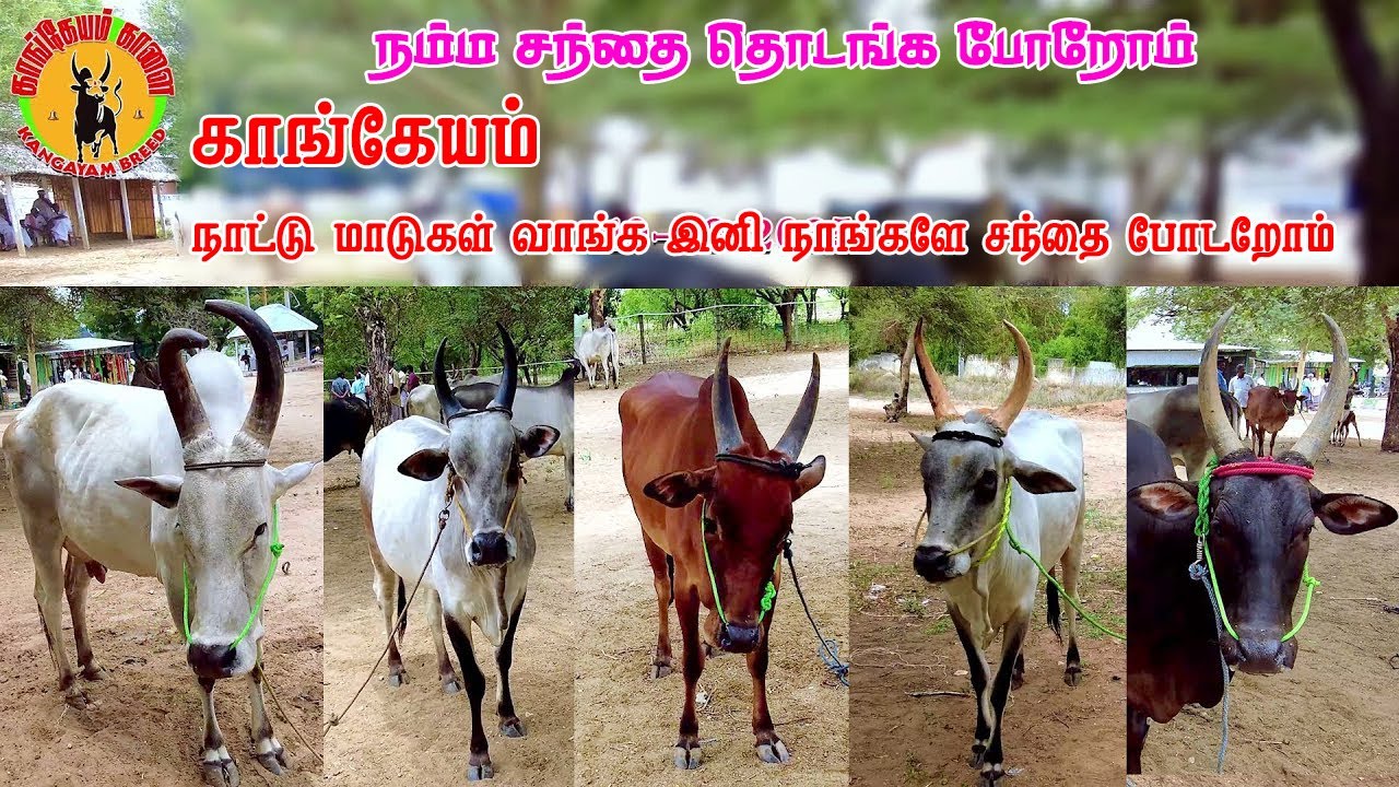 NATTU MATTU SANTHAI|10-08-2025| 