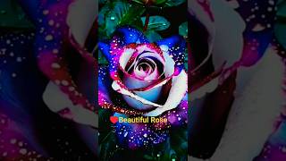 Beautiful Rose Short 🌹🧡 #love #reels #new #beautiful #trendingshorts #ytshorts !