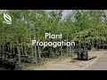 Propagating Plants | OneMillionTrees Nursery Tutorial Series