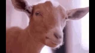 #goat#gif#ytshorts