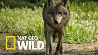 #7. Дикие Охотники.  Волки И Шакалы. Nat Geo Wild